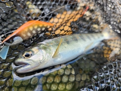 アマゴの釣果