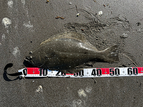 ヒラメの釣果