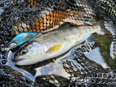 アマゴの釣果