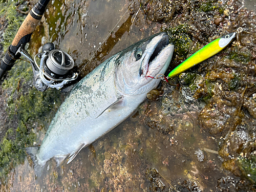 サクラマスの釣果