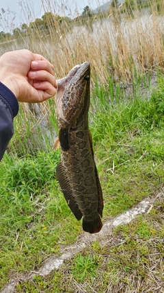 ライギョの釣果