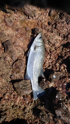 ヒラスズキの釣果