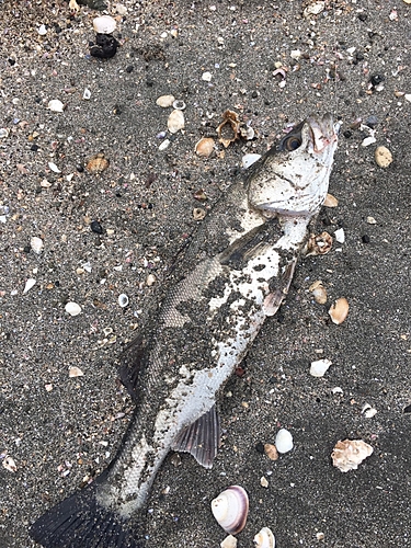 セイゴ（タイリクスズキ）の釣果