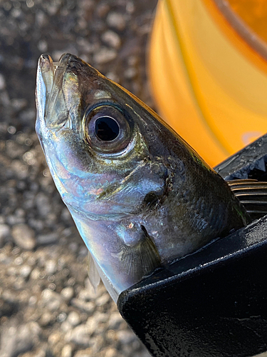 マアジの釣果