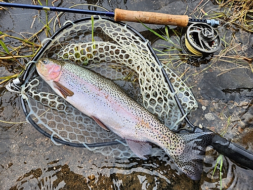 ニジマスの釣果