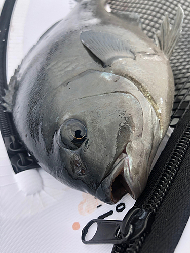 クチブトグレの釣果