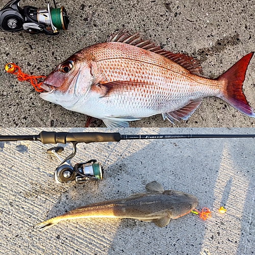 マダイの釣果