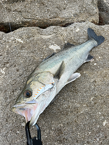 フッコ（タイリクスズキ）の釣果