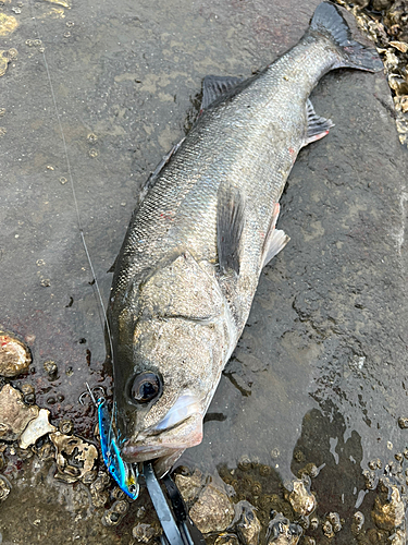 フッコ（タイリクスズキ）の釣果