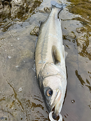 スズキの釣果