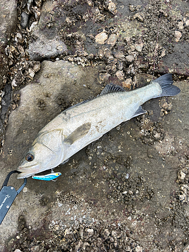 フッコ（タイリクスズキ）の釣果