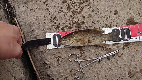 スモールマウスバスの釣果