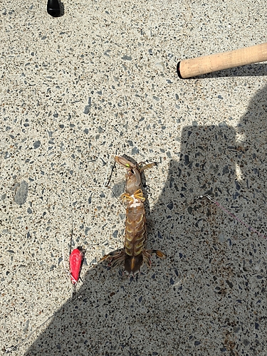 シャコエビの釣果