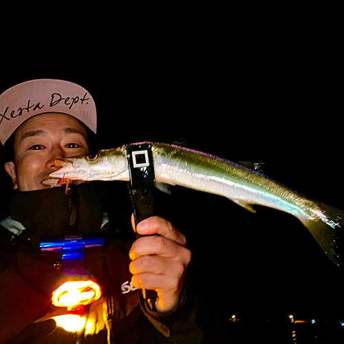 アカカマスの釣果