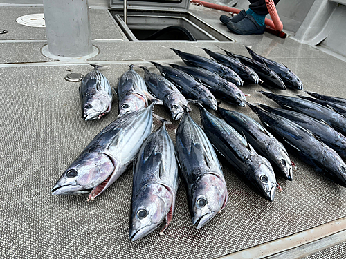 カツオの釣果