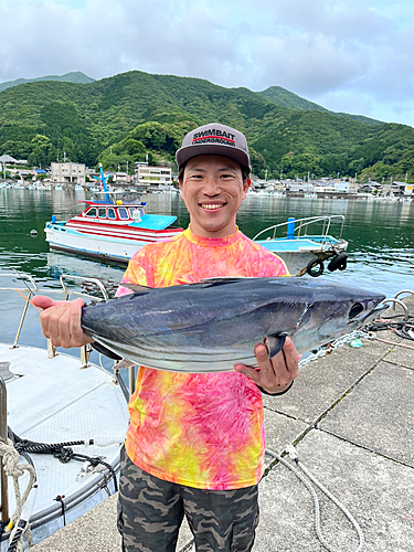 カツオの釣果