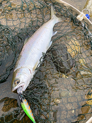 シラメの釣果