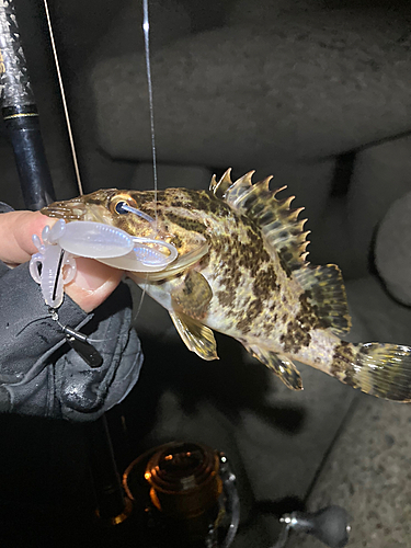 タケノコメバルの釣果