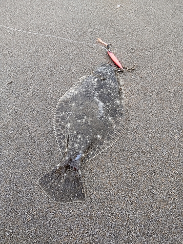 ソゲの釣果