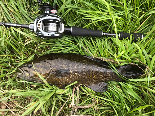 スモールマウスバスの釣果