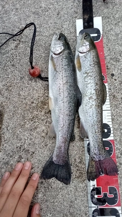 ニジマスの釣果