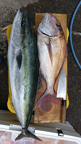 マダイの釣果