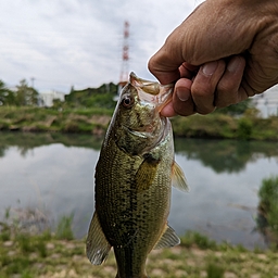 ラージマウスバス