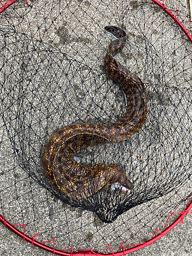 ウツボの釣果