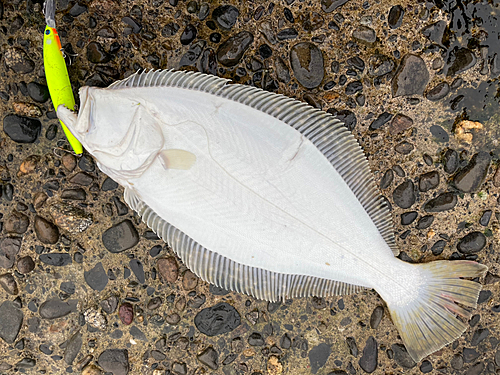 ヒラメの釣果