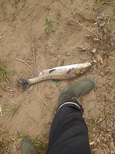 ニゴイの釣果