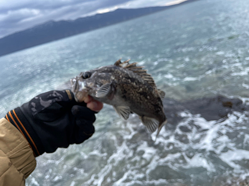 クロソイの釣果