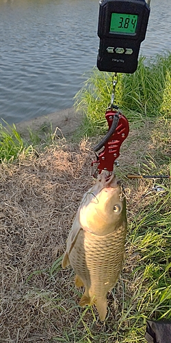 コイの釣果