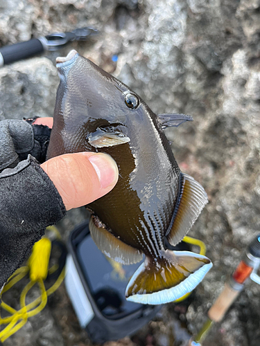 ツマジロモンガラの釣果