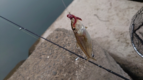 カワムツの釣果