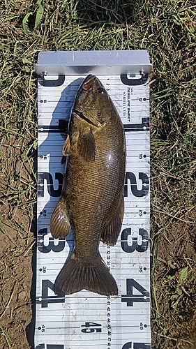 スモールマウスバスの釣果