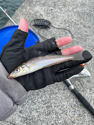 キスの釣果