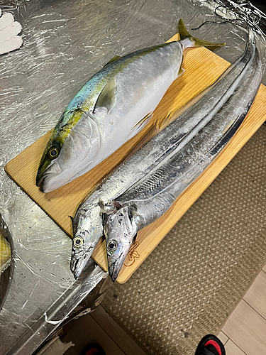 タチウオの釣果