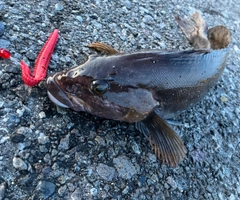 アイナメの釣果