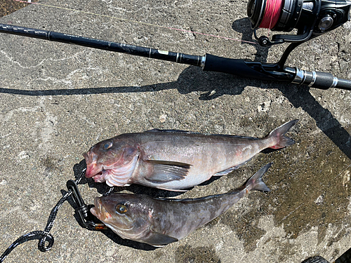 ホッケの釣果