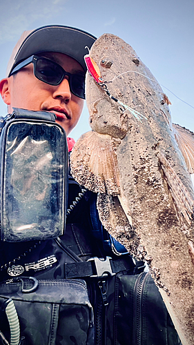 マゴチの釣果