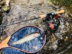 イワナの釣果