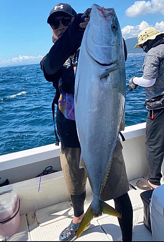 ブリの釣果