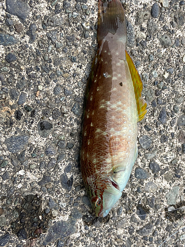 アカササノハベラの釣果