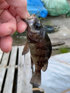 シロメバルの釣果