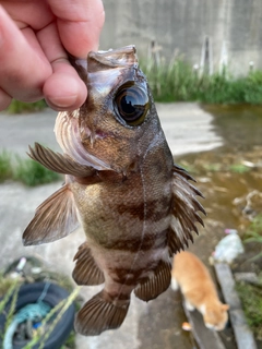 シロメバルの釣果