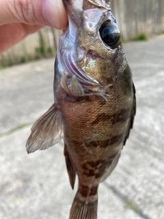 シロメバルの釣果