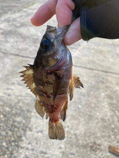 シロメバルの釣果