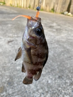 シロメバルの釣果