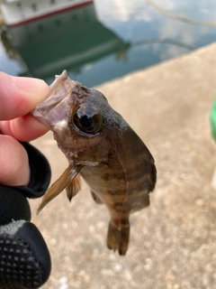 シロメバルの釣果