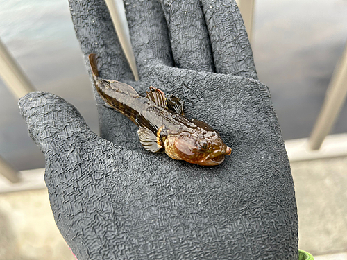 アサヒアナハゼの釣果